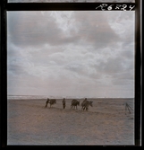 568 F. Stieg Trenter, Torremolinos. Män med åsnor på stranden.