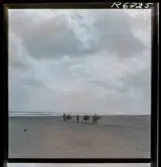 568 F. Stieg Trenter, Torremolinos. Män med åsnor på stranden.