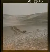 568 F. Stieg Trenter, Torremolinos. Plöjning med oxar.