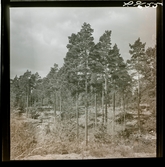 568 G Utfärd till Stieg Trenter i Östergötland