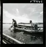 568 L Stieg Trenter på torpet