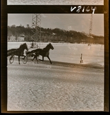 568 N Stieg Trenter Travbilder