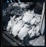 570 Vilt. Fågel. Saluhallen. Allers