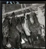 570 Vilt. Fågel. Saluhallen. Allers