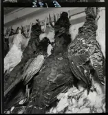 570 Vilt. Fågel. Saluhallen. Allers