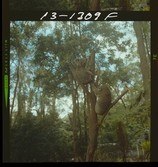 585/42 Facit Australien