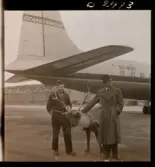 1678 Ren och lapp på Bromma Flygplats