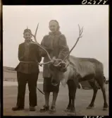 1678 Ren och lapp på Bromma Flygplats