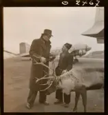 1678 Ren och lapp på Bromma Flygplats