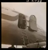 1678 Ren och lapp på Bromma Flygplats