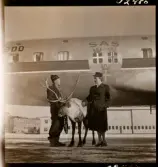 1678 Ren och lapp på Bromma Flygplats