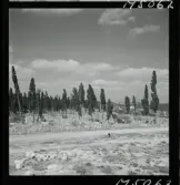 1717/K Istanbul allmänt. Muslimsk begravningsplats.