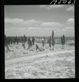 1717/K Istanbul allmänt. Muslimsk begravningsplats.