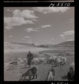 1717 N Palestina allmänt