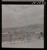 1717 N Palestina allmänt