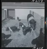 1718 Kropps fabrik och farm