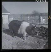 1718 Kropps fabrik och farm