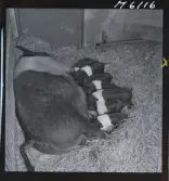 1718 Kropps fabrik och farm