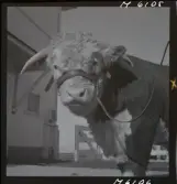 1718 Kropps fabrik och farm