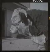 1718 Kropps fabrik och farm