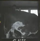 1718 Kropps fabrik och farm