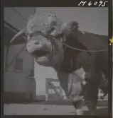 1718 Kropps fabrik och farm