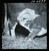 1718 Kropps fabrik och farm