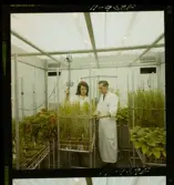 2329/25 Sv. Fläkt Laholm växthus (?)