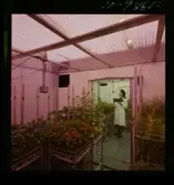 2329/25 Sv. Fläkt Laholm växthus (?)