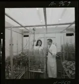 2329/25 Sv. Fläkt Laholm växthus (?)