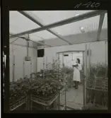 2329/25 Sv. Fläkt Laholm växthus (?)