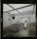 2329/25 Sv. Fläkt Laholm växthus (?)