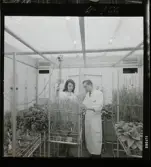 2329/25 Sv. Fläkt Laholm växthus (?)