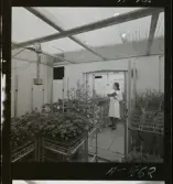 2329/25 Sv. Fläkt Laholm växthus (?)