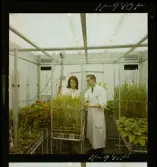 2329/25 Sv. Fläkt Laholm växthus (?)