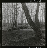 2358/4 Historiska boken Biblar, Psalmbok på Kungs Bibliotek; Okt-56 Djurgårdstaden; Okt-56; Bibel+Psalmbok på KB; Okt-56 Gamla hus; Historiska Museet, Portarna; Björkö i Mälaren