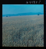 2366/1 Sv Salpeterverken Köping