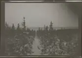 Fotografens anteckning:  (?) Gilleskogen (?) V. Kvarken i bakgrunden.