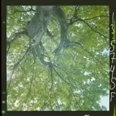 2771/9 Landskap Ek, Hundloka