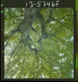 2771/9 Landskap Ek, Hundloka