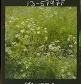 2771/9 Landskap Ek, Hundloka