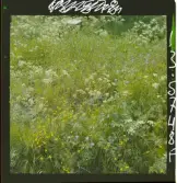 2771/9 Landskap Ek, Hundloka