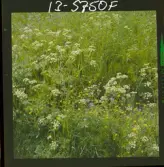 2771/9 Landskap Ek, Hundloka