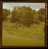 2771/41 Landskap Öland: Ölandsbron samt Vallmo. Småland: Stensjöby, Gård vid Vättern, samt blommor.