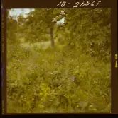 2771/41 Landskap Öland: Ölandsbron samt Vallmo. Småland: Stensjöby, Gård vid Vättern, samt blommor.