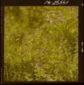 2771/41 Landskap Öland: Ölandsbron samt Vallmo. Småland: Stensjöby, Gård vid Vättern, samt blommor.