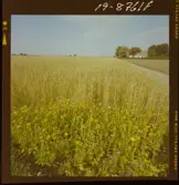 2771/52 Landskap Skånskt sädesfält med blommor i förgrunden.