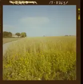 2771/52 Landskap Skånskt sädesfält med blommor i förgrunden.