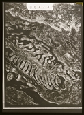 2782/6 LKB Microskopbilder av cellprover från kundens original. Svart/vit neg. för färgseparation