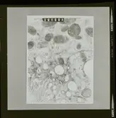 2782/6 LKB Microskopbilder av cellprover från kundens original. Svart/vit neg. för färgseparation